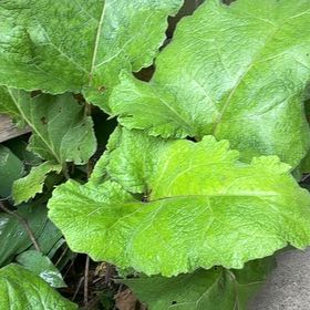 Photo of the plant species Great Burdock by @RadiantRedlog79 named Treeyoncé on Greg, the plant care app