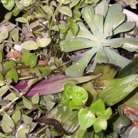 Photo of the plant species Living Stone by @RichMayten24 named Orwell on Greg, the plant care app