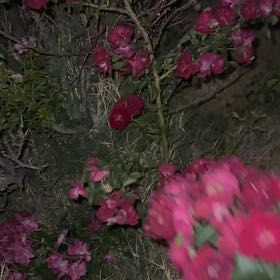 Photo of the plant species Malva Assurgentiflora by @ProSweetbox52 named Rosey on Greg, the plant care app