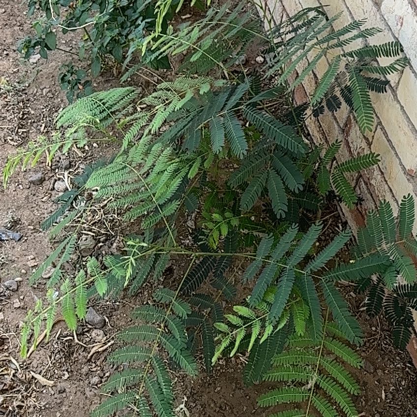 Photo of the plant species Silk Tree by @ProSweetbox52 named Bodhi on Greg, the plant care app