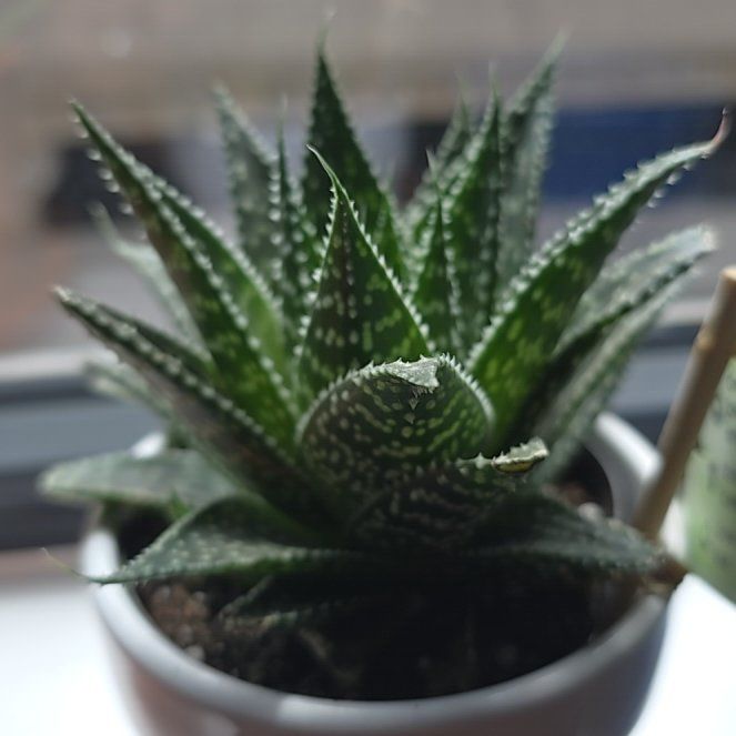 Photo of the plant species Star Aloe by @SoupedupOkra88 named Kendall on Greg, the plant care app