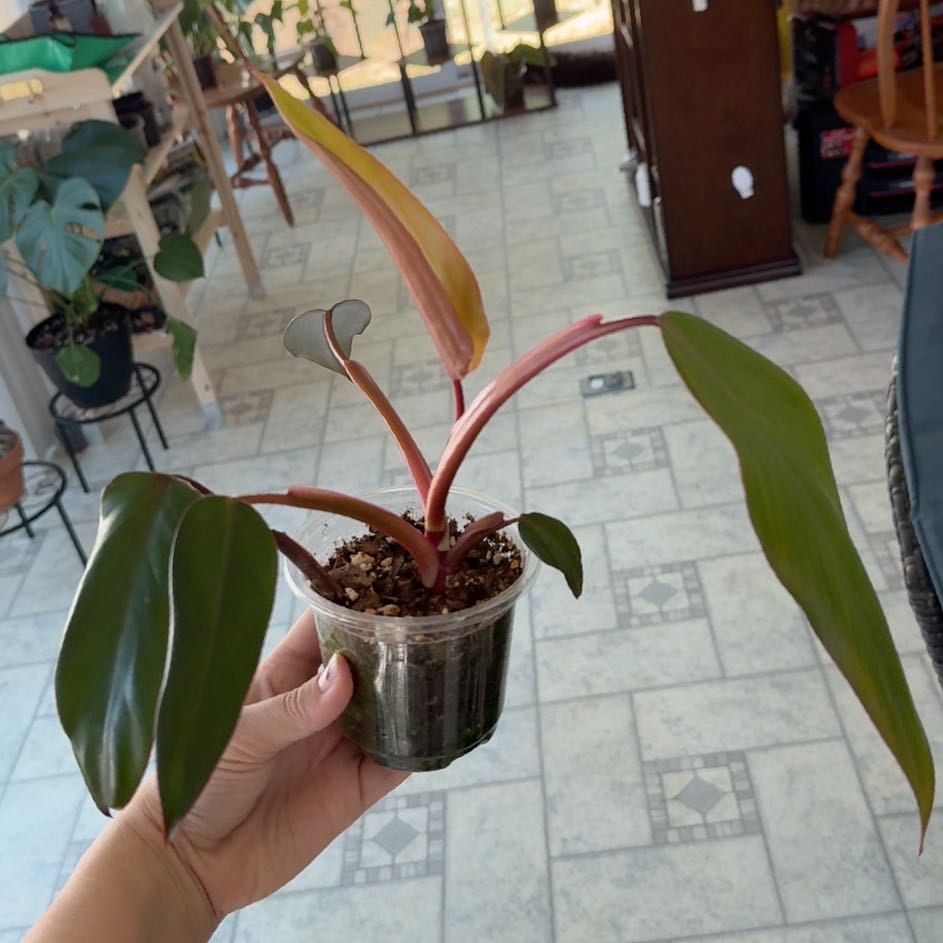 Photo of the plant species Philodendron Dark Lord by @FunCilantro39 named Rainier on Greg, the plant care app