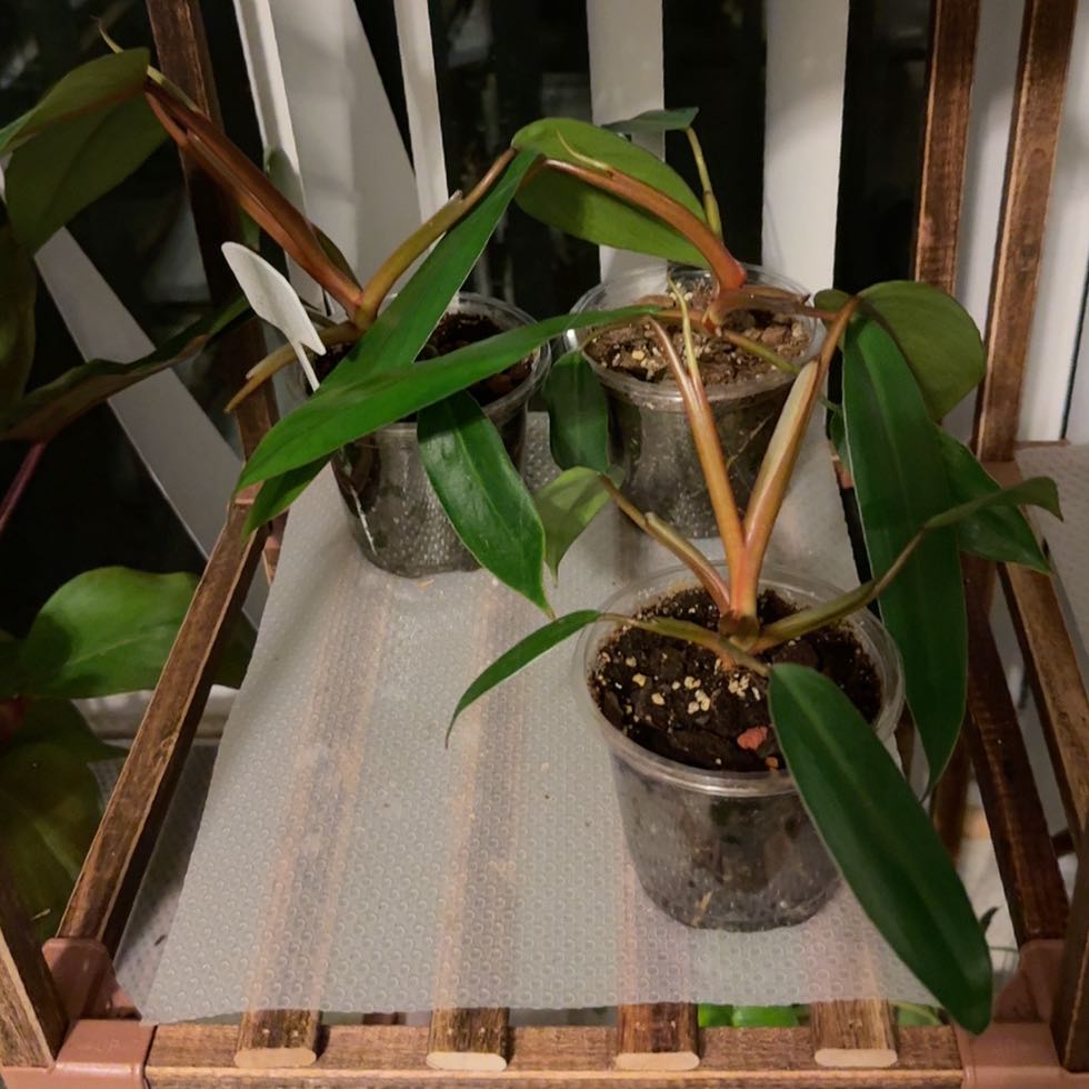 Photo of the plant species Red Emerald Philodendron by @FunCilantro39 named Gomez on Greg, the plant care app