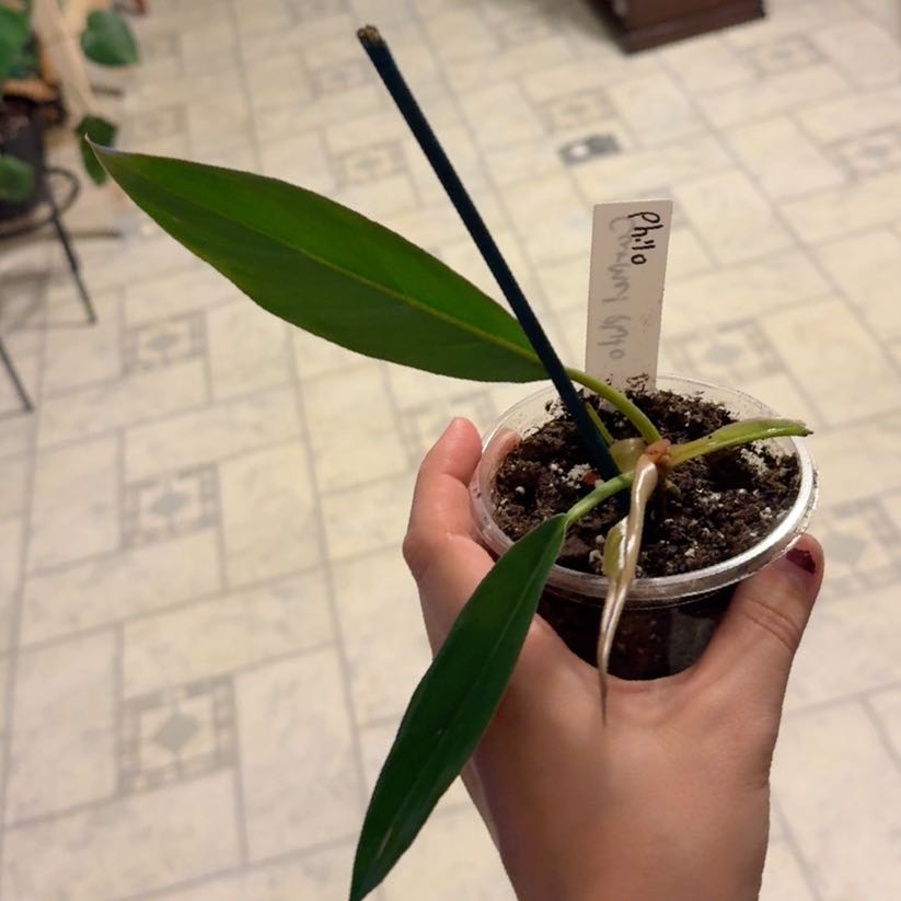 Photo of the plant species Philodendron 'Caramel Pluto' by @FunCilantro39 named Denali on Greg, the plant care app