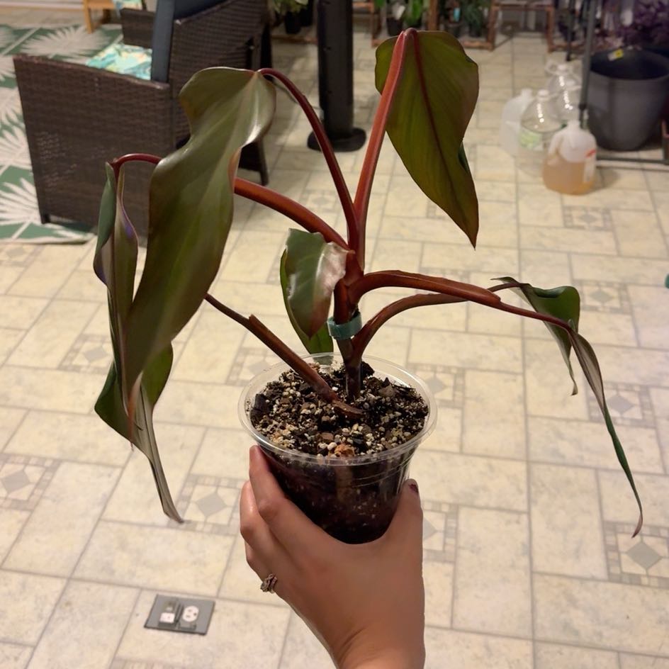 Photo of the plant species Philodendron Dark Lord by @FunCilantro39 named Lebron on Greg, the plant care app