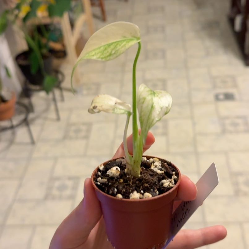 Photo of the plant species Monstera 'White Monster' by @FunCilantro39 named Walt on Greg, the plant care app