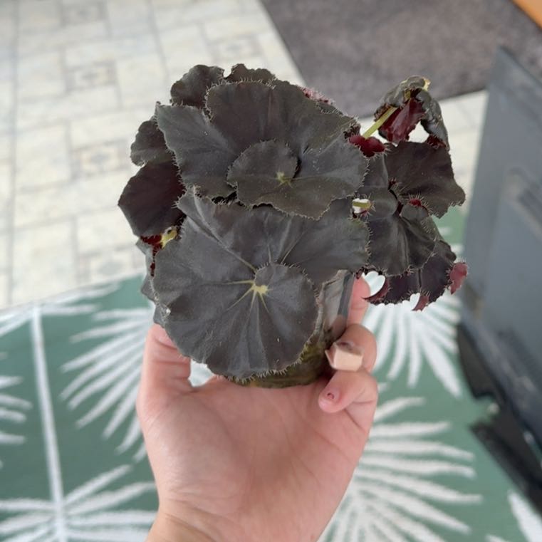 Photo of the plant species Begonia 'Black Mamba' by @FunCilantro39 named Peter Parker on Greg, the plant care app