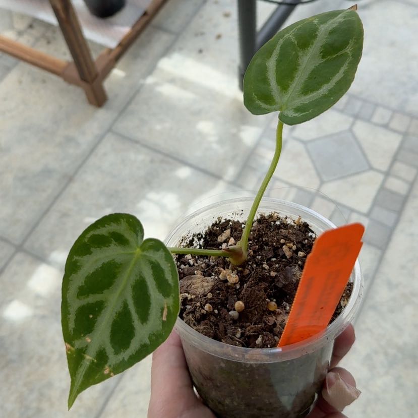 Photo of the plant species Anthurium Doriyaki by @FunCilantro39 named Rosa on Greg, the plant care app