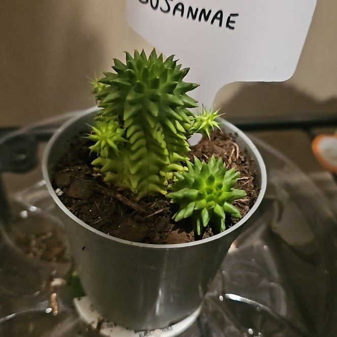 Photo of the plant species Susanne's Spurge by @JauntyOlneya63 named Clooney on Greg, the plant care app