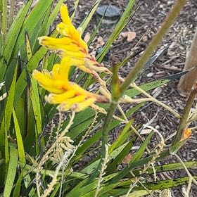 Photo of the plant species Greater Cobra Lily by @PetiteWoreya64 named Khaleesi on Greg, the plant care app