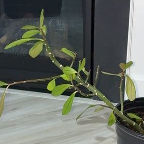 Photo of the plant species japanese blueberry by @AscendingRuby78 named Plato on Greg, the plant care app
