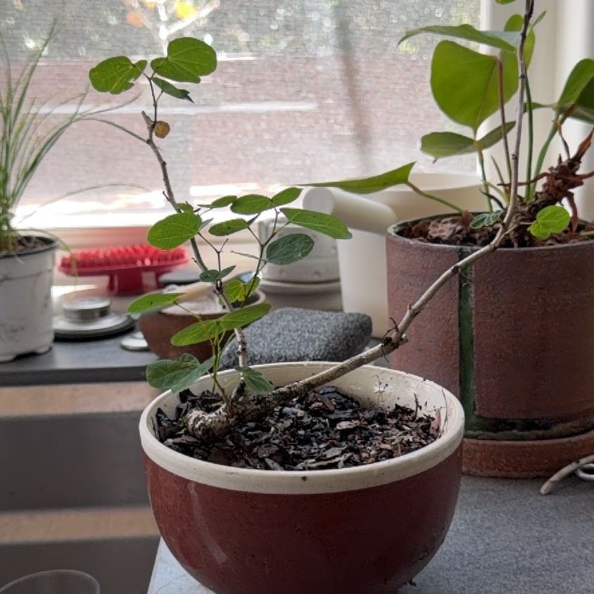 Photo of the plant species Hong Kong Orchid Tree by @PrizedMango36 named Bodhi on Greg, the plant care app
