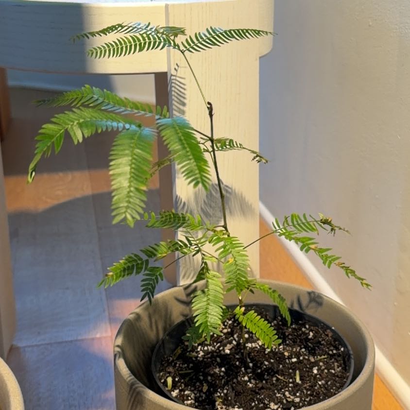 Photo of the plant species Japanese Everfresh Tree by @PrizedMango36 named ChloroPhil on Greg, the plant care app