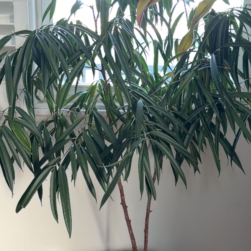 Photo of the plant species Ficus Alii by @PrizedMango36 named Planty on Greg, the plant care app