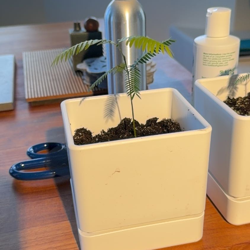 Photo of the plant species Japanese Everfresh Tree by @PrizedMango36 named Gomez on Greg, the plant care app