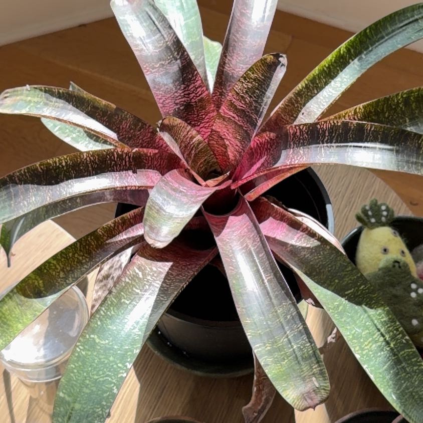 Photo of the plant species Bromeliad Vriesea by @PrizedMango36 named Achilles on Greg, the plant care app