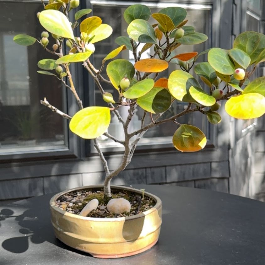 Photo of the plant species Ficus deltoidea subsp. deltoidea by @PrizedMango36 named Duke on Greg, the plant care app