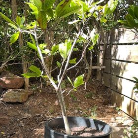 Photo of the plant species White Champaca by @PrizedMango36 named Coco on Greg, the plant care app