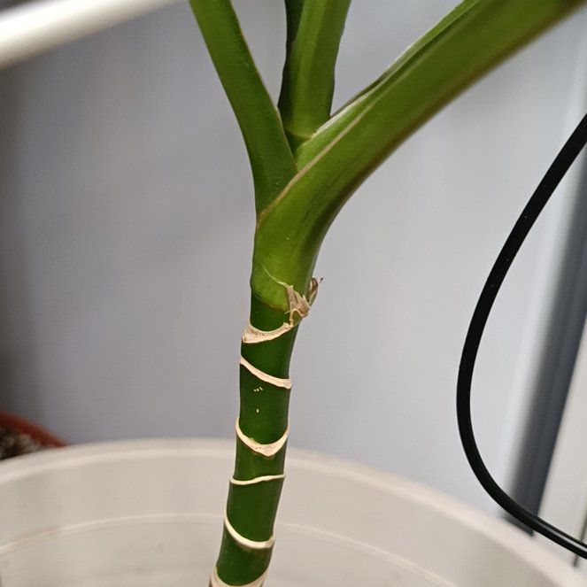 Photo of the plant species Dracena by @HeartyBlueash76 named Dolores on Greg, the plant care app