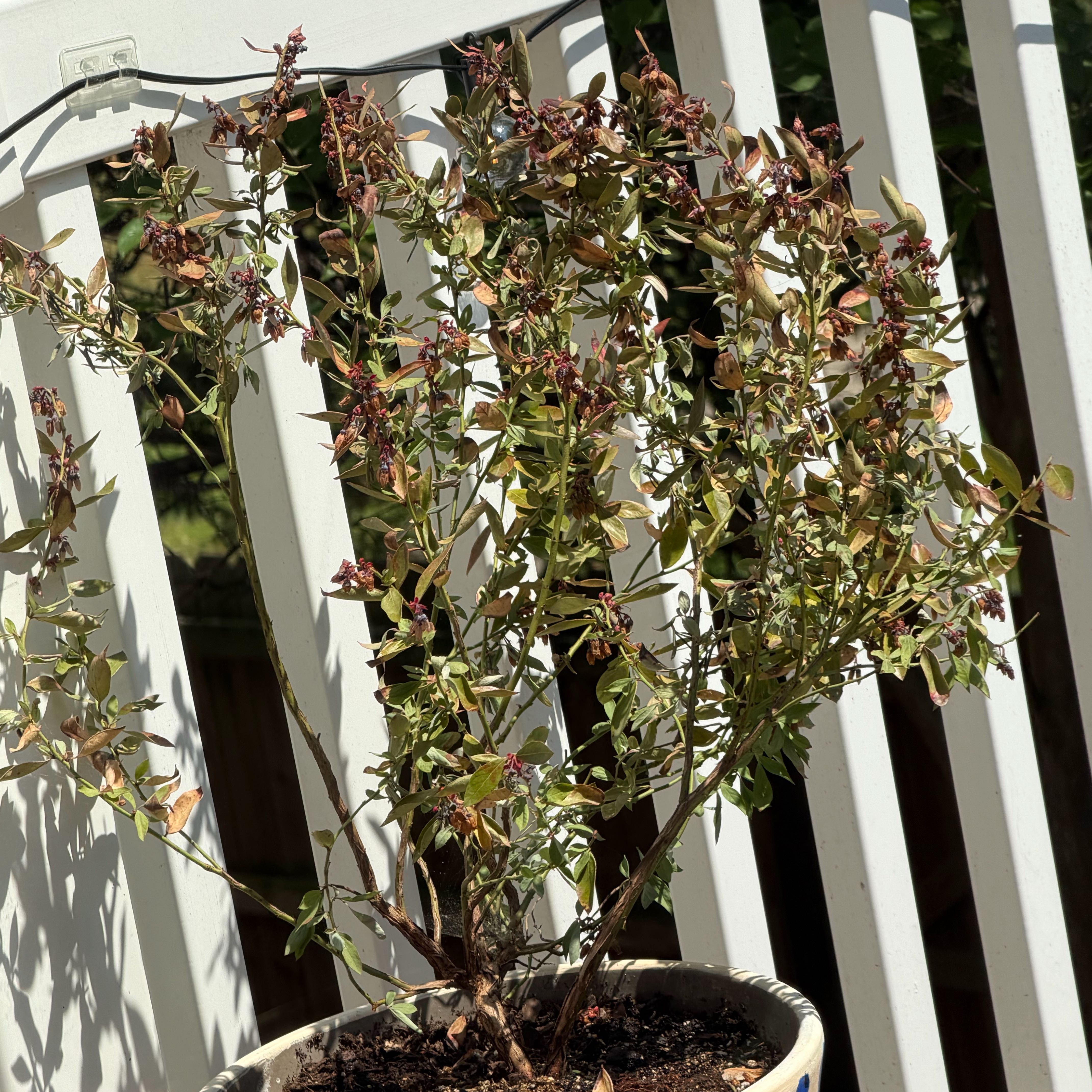 Photo of the plant species Sunshine Blueberry by @NewComet58 named Planty on Greg, the plant care app