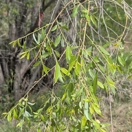 Photo of the plant species Weeping Willow by @GermaneIcarus89 named Captain Plant-it on Greg, the plant care app