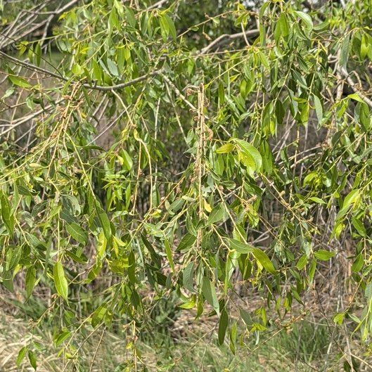 Photo of the plant species almond tree by @GermaneIcarus89 named Harry on Greg, the plant care app