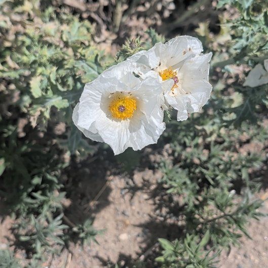 Photo of the plant species Bluestem Pricklypoppy by @GermaneIcarus89 named Michelle Branch on Greg, the plant care app