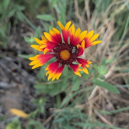 Photo of the plant species Indian Blanket by @GermaneIcarus89 named LiloStitch on Greg, the plant care app