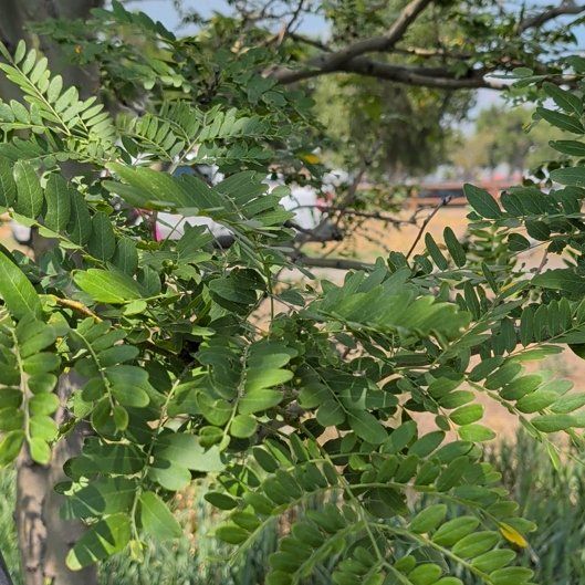 Photo of the plant species Common Honeylocust by @GermaneIcarus89 named Naomi on Greg, the plant care app