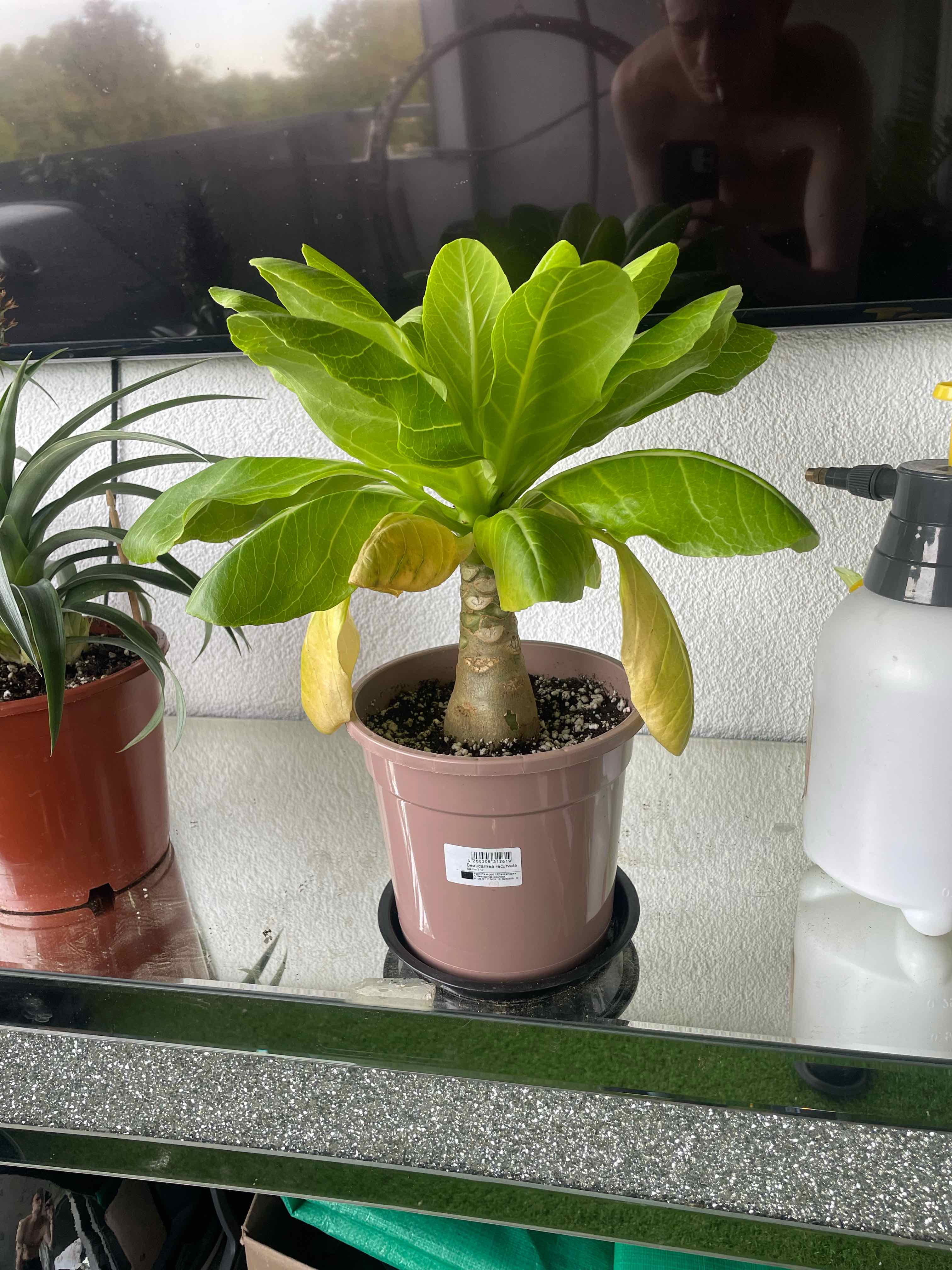 Photo of the plant species Hawaiian Palm by @SharpBarley50 named Marilyn on Greg, the plant care app