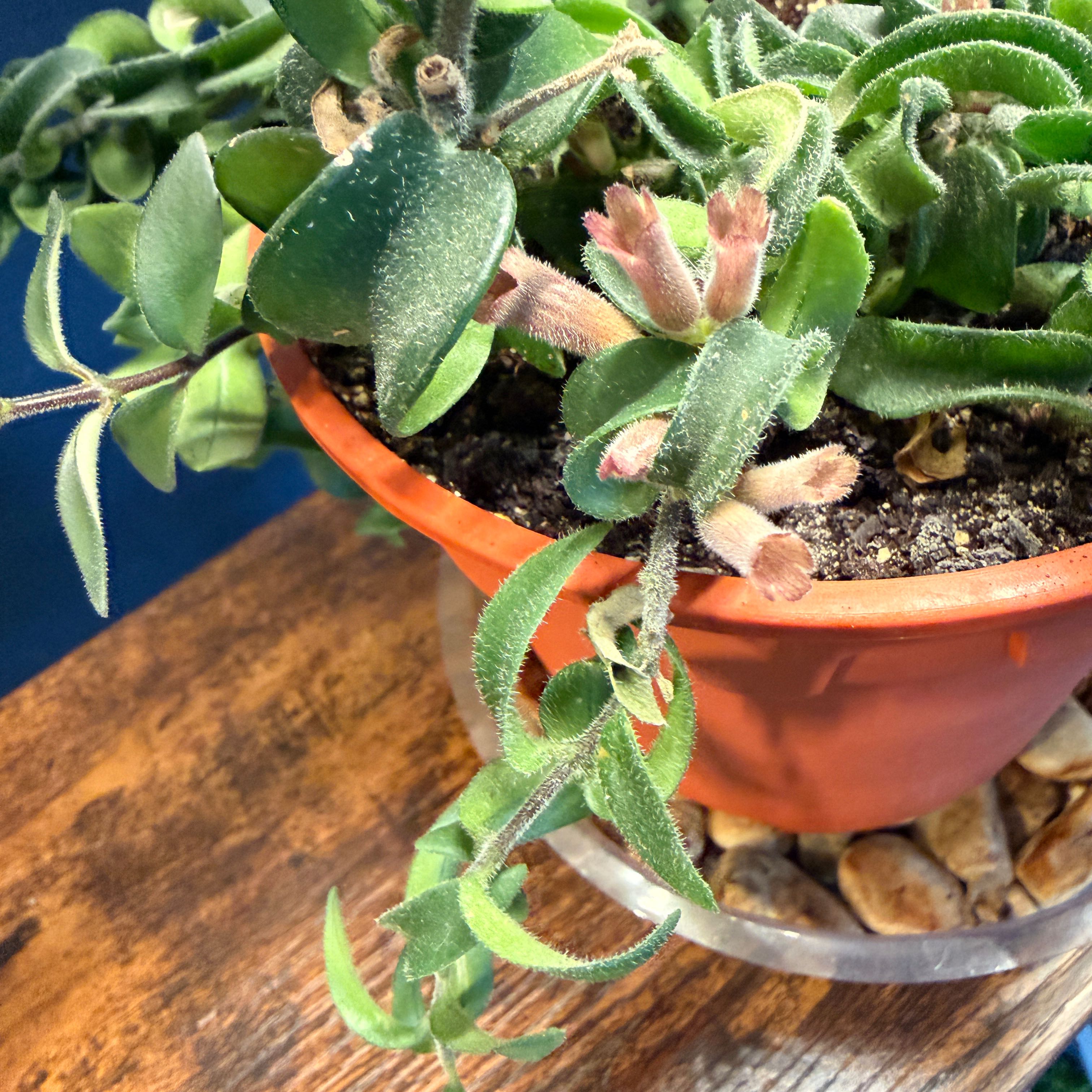 Photo of the plant species Twisted Lipstick Plant by @RelaxedTozzia63 named Terra on Greg, the plant care app