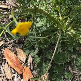 Photo of the plant species Common Buttercup by @WizardRedfir20 named Aria on Greg, the plant care app