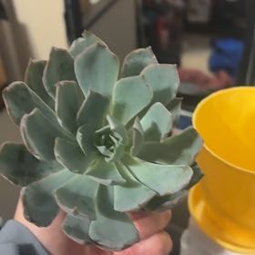 Photo of the plant species Echeveria Hybrid by @GemSuncup36 named Ronaldo on Greg, the plant care app