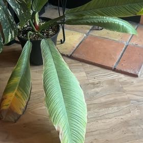 Photo of the plant species Philodendron campii 'Lynette' by @StoriedPlanera named Harmony on Greg, the plant care app