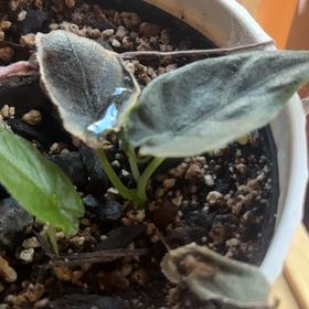 Photo of the plant species Alocasia Antoro Velvet by @StoriedPlanera named Figyonce on Greg, the plant care app