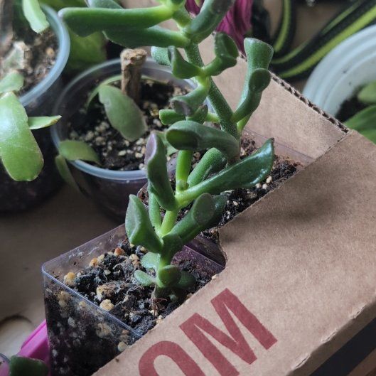 Photo of the plant species Crassula 'Ogre Ears' by @RealMarshfern54 named Dolores on Greg, the plant care app