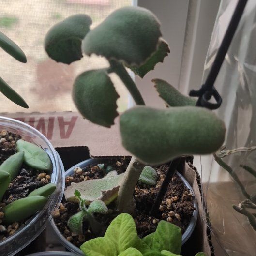 Photo of the plant species Kalanchoe 'Fang' by @RealMarshfern54 named Bigleef Smalls on Greg, the plant care app