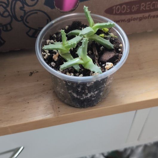 Photo of the plant species Musteline Stomatium by @RealMarshfern54 named Terra on Greg, the plant care app