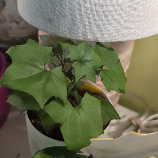Photo of the plant species Cape Ivy by @RealMarshfern54 named Beckham on Greg, the plant care app