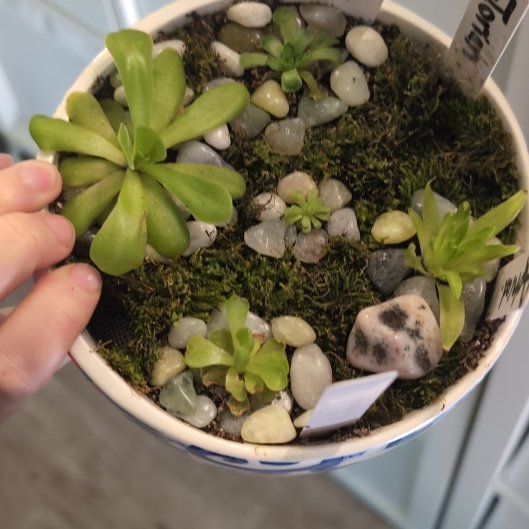 Photo of the plant species Pinguicula 'Weser' by @RealMarshfern54 named Bella on Greg, the plant care app