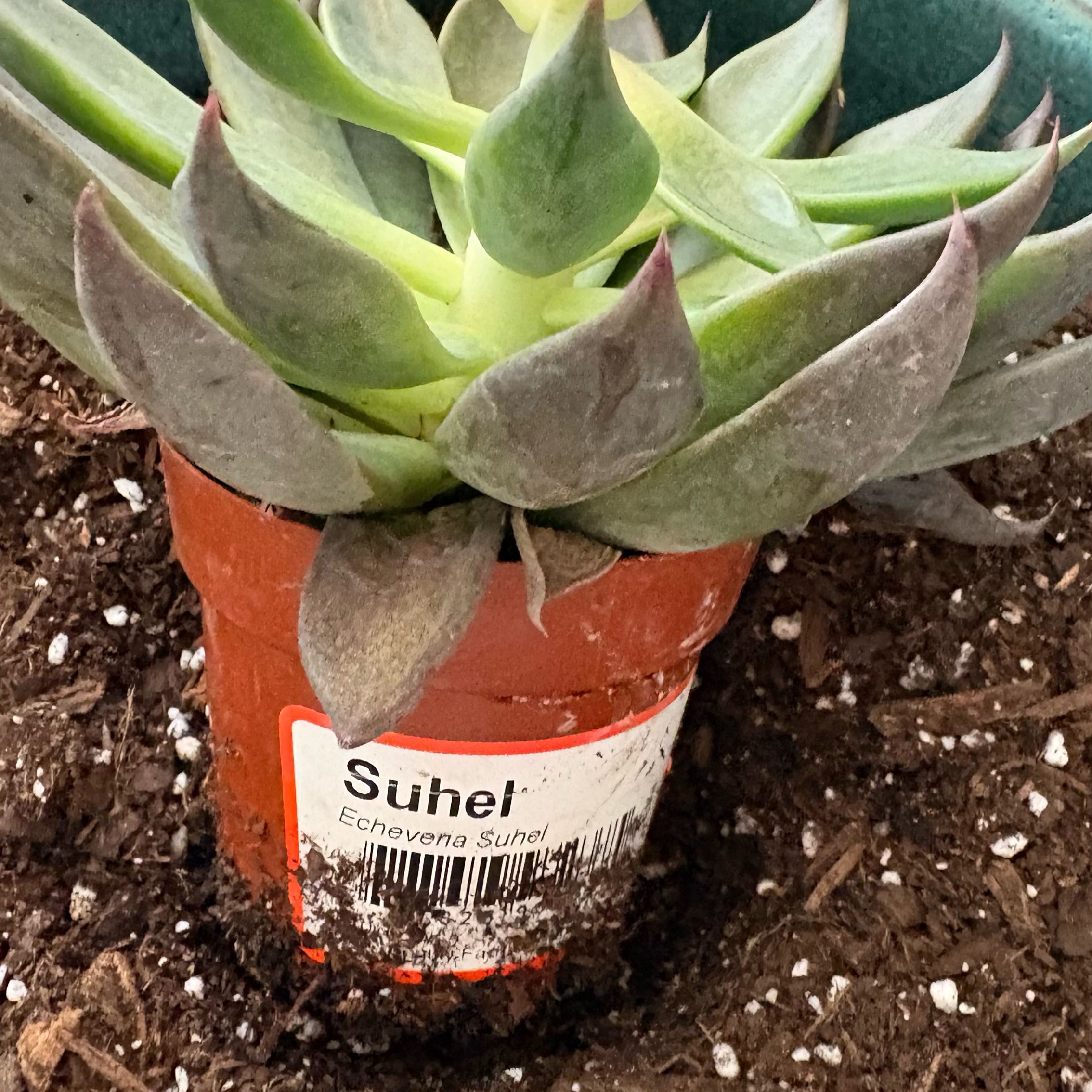 Photo of the plant species Giant Chalk Dudleya by @GenteelBuroak39 named Leonardo on Greg, the plant care app