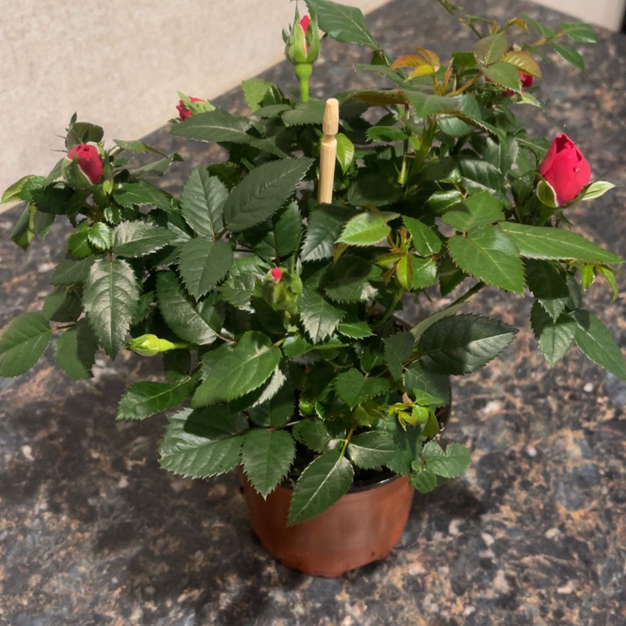 Photo of the plant species Mini Rose by @DeanGreen59 named Shakira on Greg, the plant care app