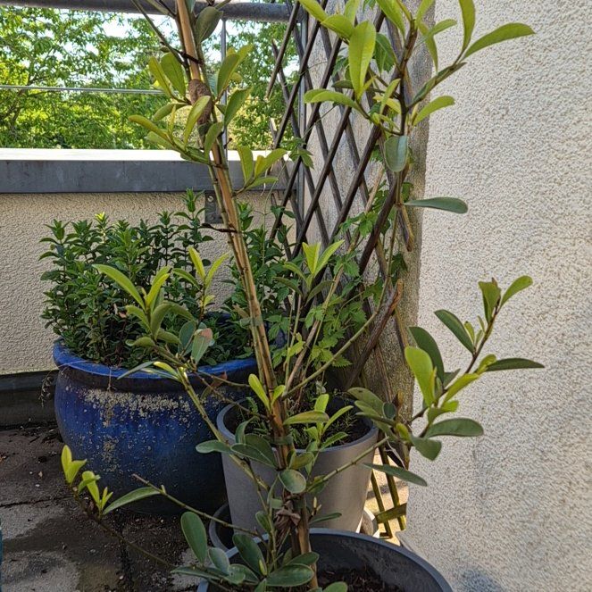 Photo of the plant species Magnolia 'Vanilla Pearls' by @FavorableKaraka named Austen on Greg, the plant care app