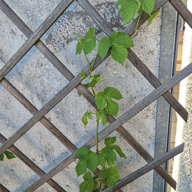 Photo of the plant species Humulus Lupulus by @FavorableKaraka named Beckham on Greg, the plant care app