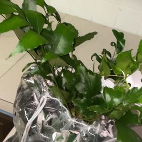 Photo of the plant species House Holly-Fern by @HotFlax42 named Sol on Greg, the plant care app