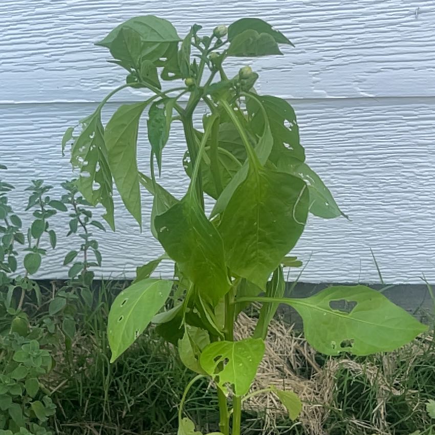 Photo of the plant species Capsicum 'Trailblazer' by @StrongPhlox57 named Harmony on Greg, the plant care app