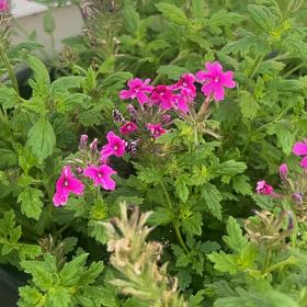 Photo of the plant species Verbena canadensis by @StrongPhlox57 named Sir Plancelot on Greg, the plant care app
