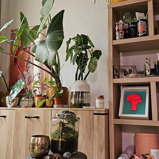 Photo of the plant species Dumb Cane 'Reflector' by @WingedNatalplum named Kendall on Greg, the plant care app