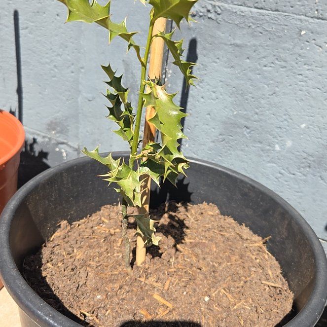 Photo of the plant species Holly by @ManyTaciveria67 named Marley on Greg, the plant care app