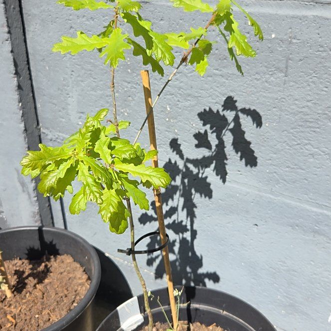 Photo of the plant species English Oak by @ManyTaciveria67 named Diana on Greg, the plant care app